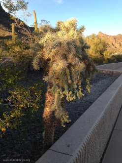 Dangly cactus