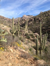 state park cactus valley