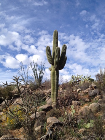 state park hillside cactus